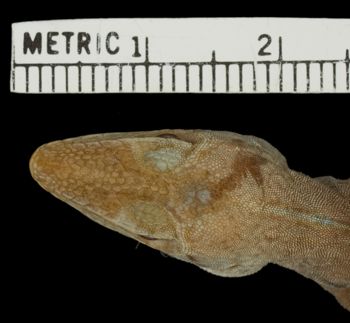 Media type: image;   Herpetology R-52364